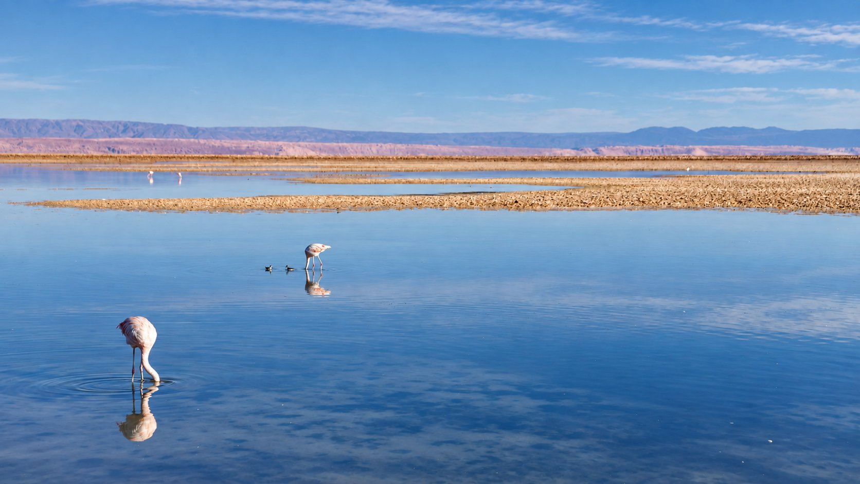 Salar de Atacama, Poblado de Toconao y Lagunas Altiplánicas