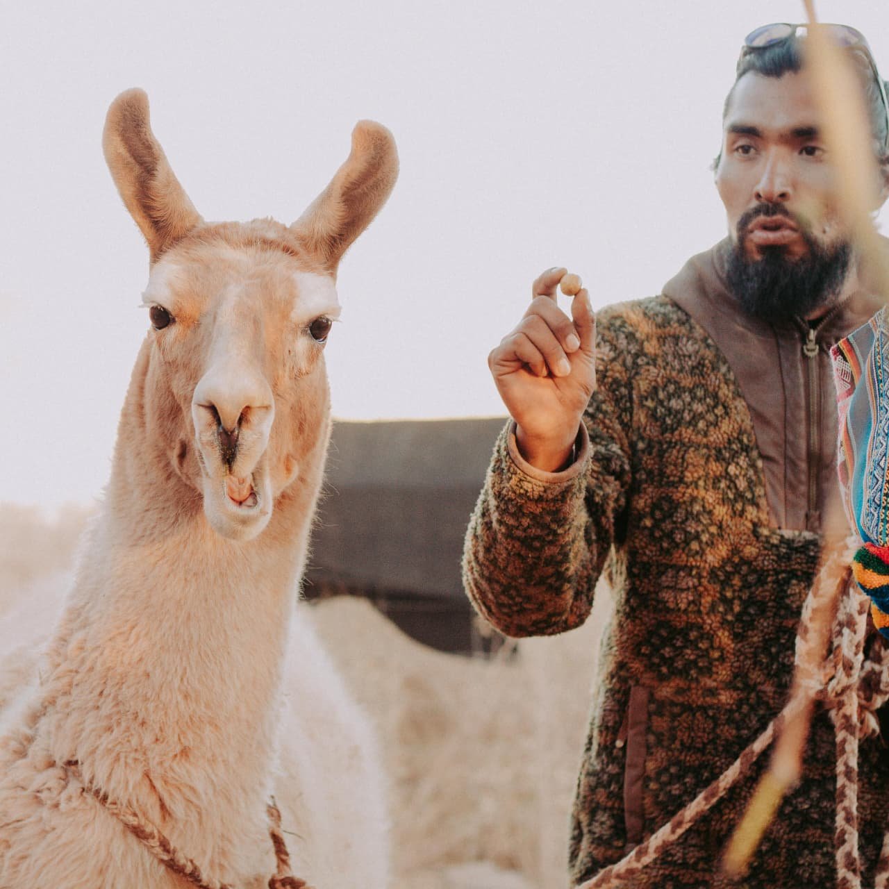 Experiencia Licanantay y Camino Ancestral junto a Llamas