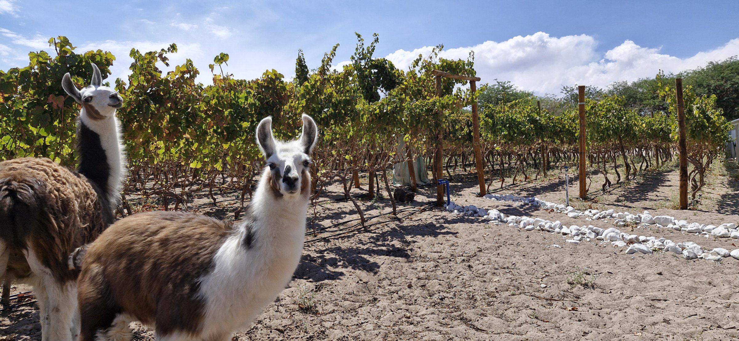 Experiencia Exclusiva Ruta del Vino de Atacama