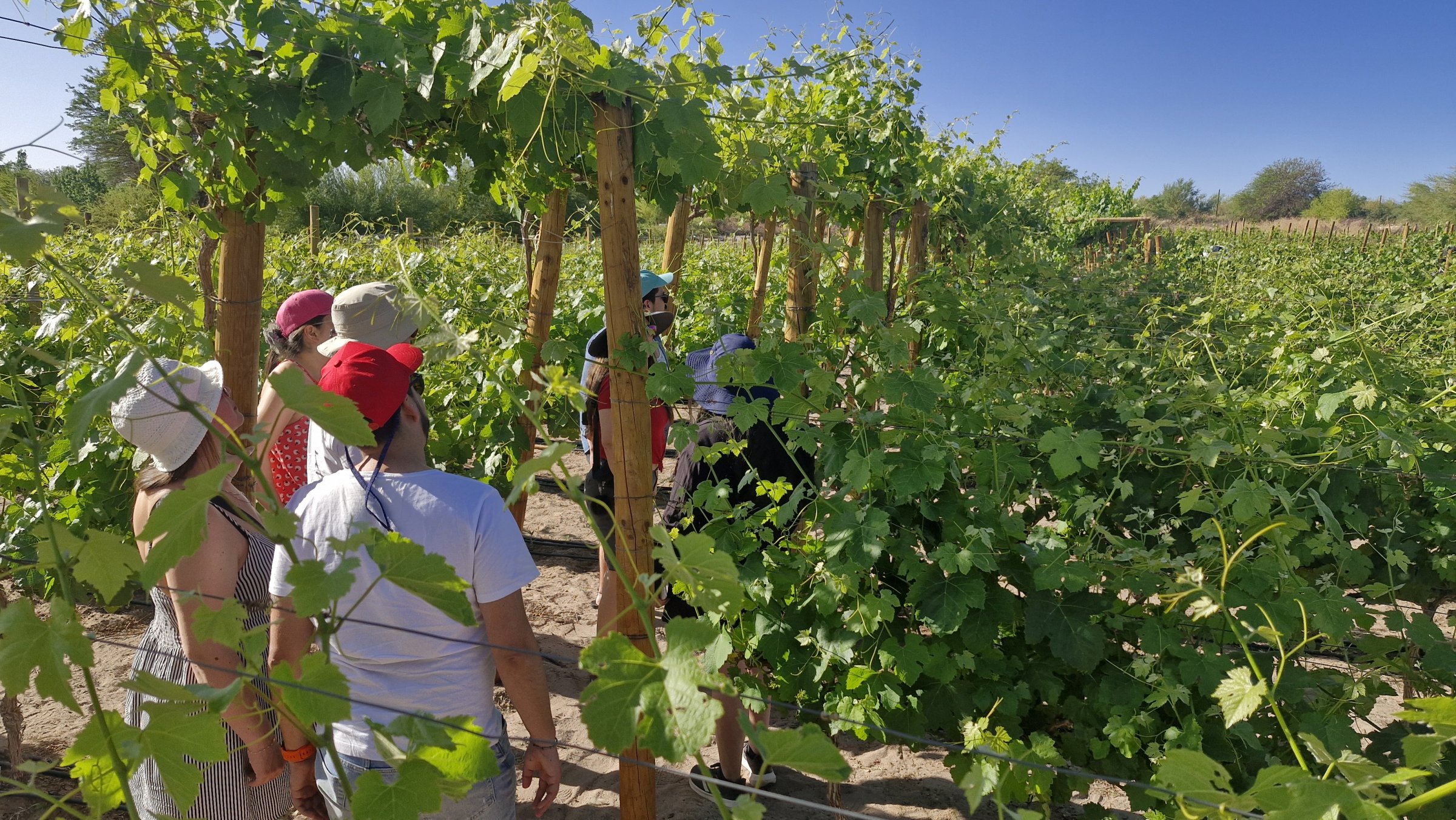 Experiencia Exclusiva Ruta del Vino de Atacama